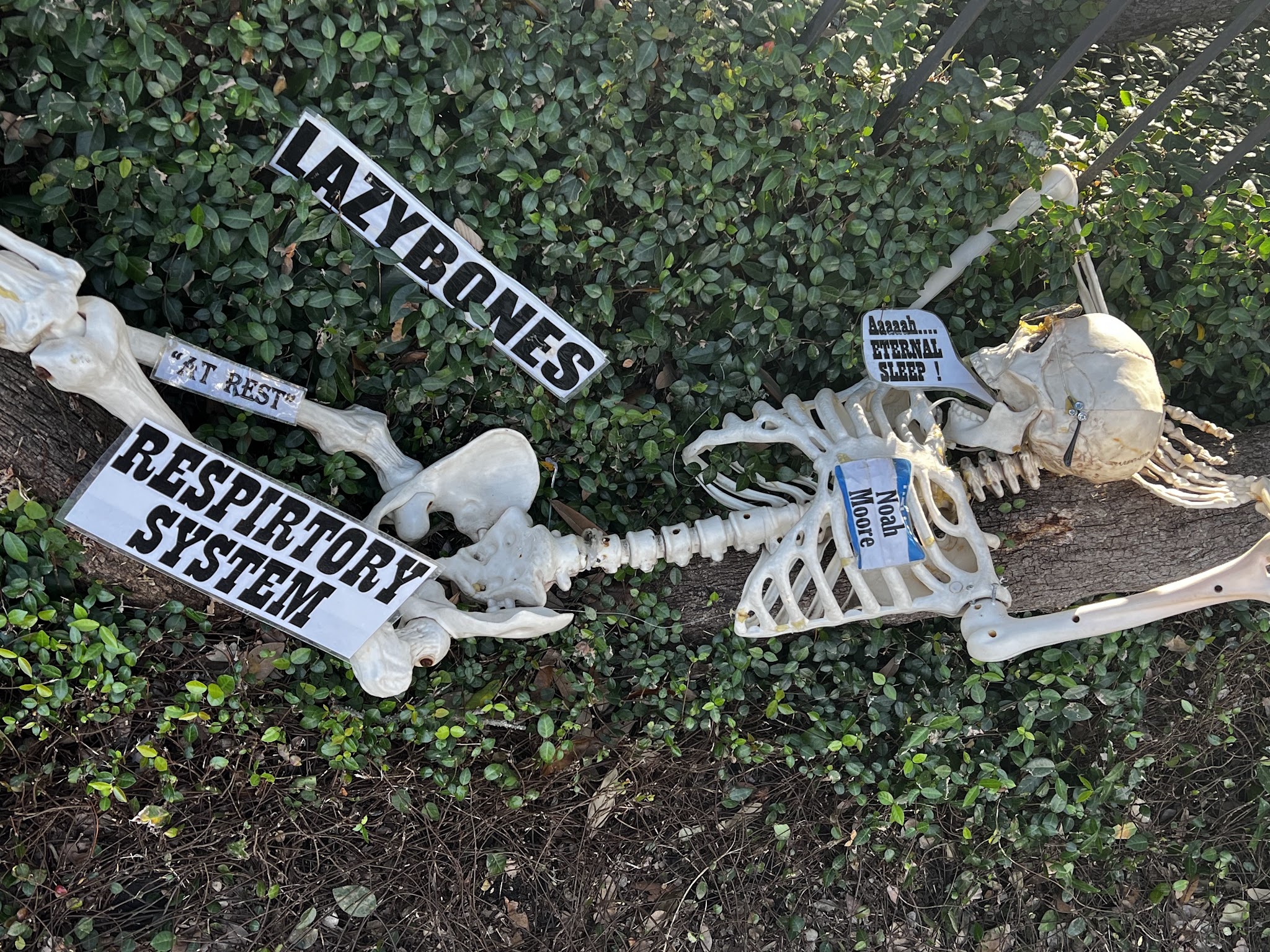 The Skeleton House, photo 6 of 8