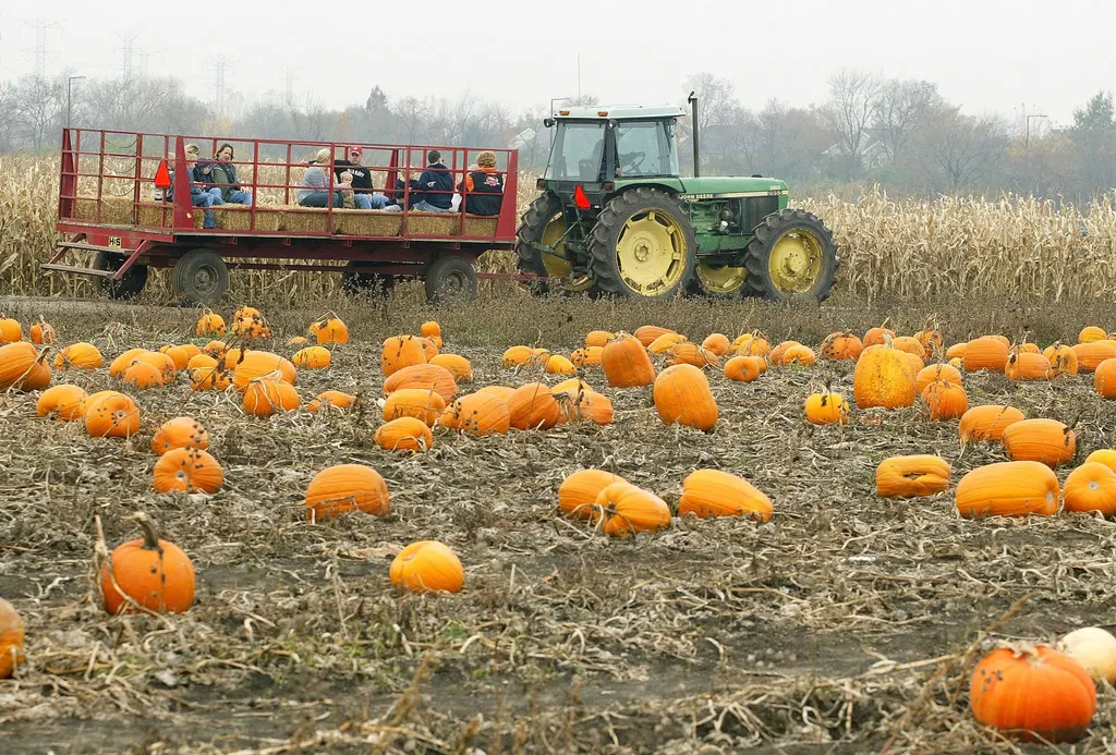 Photo: Tim Boyle/Getty Images 5/8 Spring Grove, Illinois Here’s a Halloween fun fact: Illinois produces the most pumpkins in the country—by a long shot. In 2025, the Land of Lincoln grew roughly 533 million pounds of the carvable squash, while the next closest state, California, only came in at about 162 million pounds, according to the U.S. Department of Agriculture . This makes it a particularly