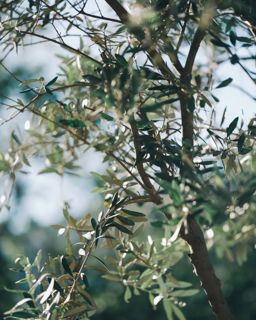robotically 3d printed earth bricks wrap a multispecies habitat around an olive tree 3